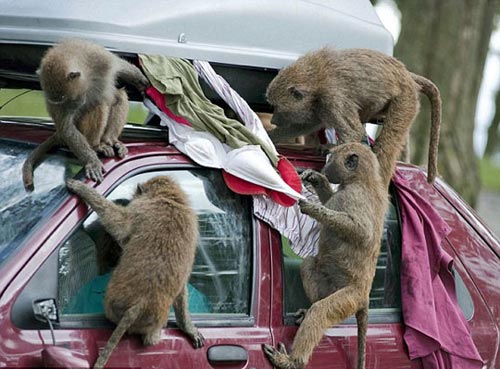 British zoo baboon groups 'looted' suitcase touris - British zoo baboon groups 'looted'suitcase tourists