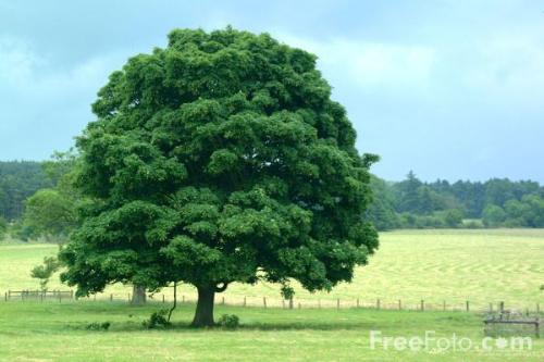 Green tree - Tree could only save us..