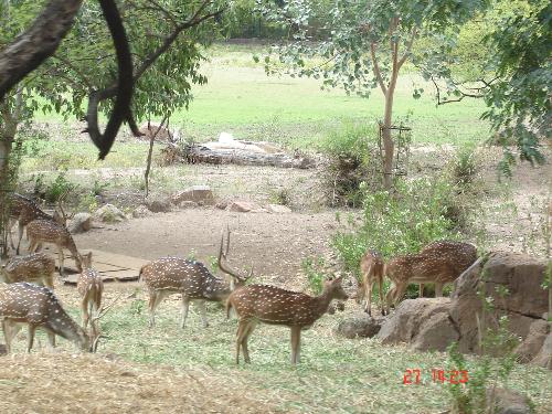 bautiful animal of zoo - its chettal the most beautiful animal