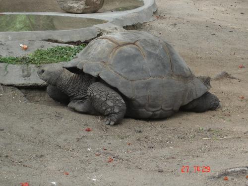 water animal  - its amazingly a biggest tortilla i ever seen.i was literally flat to c it..........