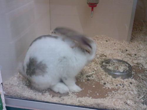 A rabbit in the pet shop - This is not the kind of rabbit I like. But it's really fluffy and cute.