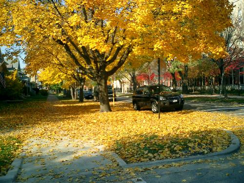 Fall leaves in chicago - The beauty of fall in the city... It's colorful and vibrant!