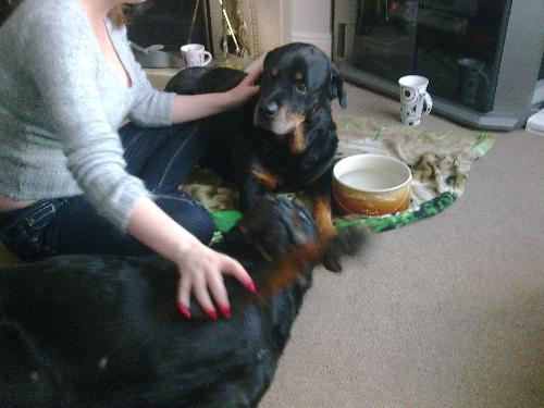 2 of my rotties - Me with 2 of my rotties just hours before we sadly had to have him put to sleep.