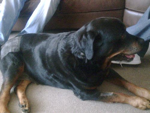 My Rottwieler - My beautiful boy Ricky taken just hours before i had to have him put to sleep RIP x