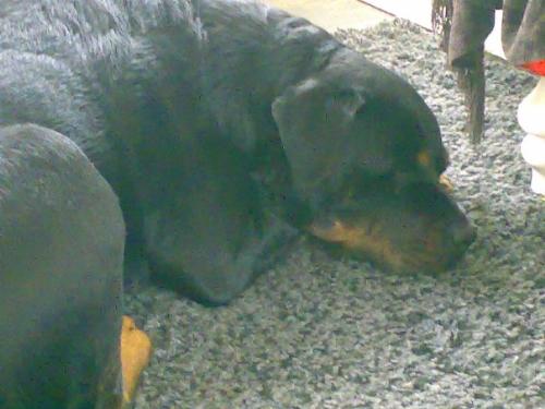 My little girl - My little girl rottie who is now almost 9 years old