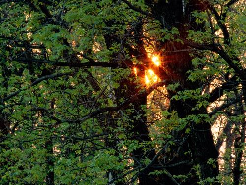 forest - forest and sunshine