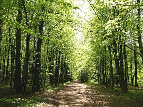 forest - perfect day