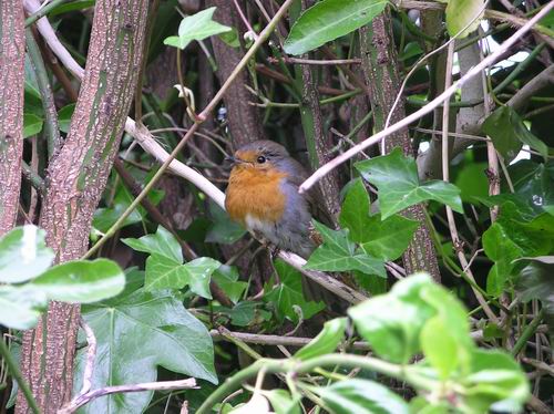 robin - garden and robin