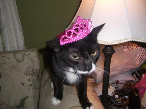 Bootsy Cat - My daughter decided to crown our male pet cat!