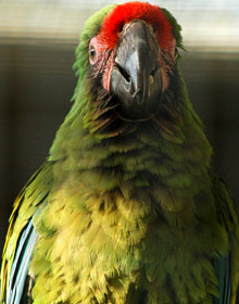 A bird photo - A photo of a military macaw.