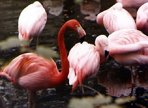 A beautiful bird. - Beautiful Bird photo.