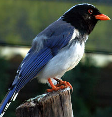 A beautiful bird. - Bird Photo.