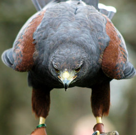 A beautiful bird. - bird.