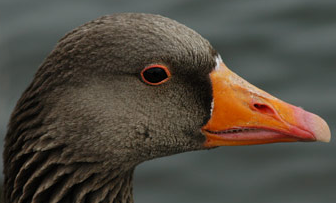 Beautiful Bird - Bird Image.