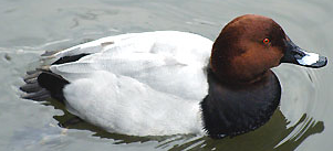 A bird photo - bird
