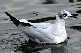 A beautiful bird. - Bird.