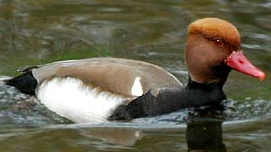 A beautiful bird. - bird.