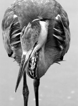 A beautiful bird. - bird
