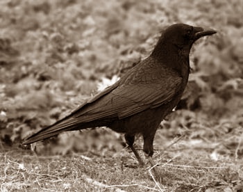 A beautiful bird. - bird