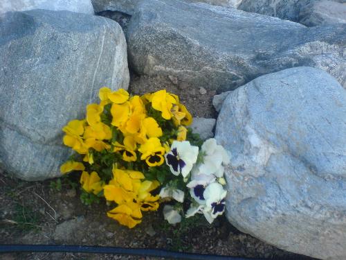 Violets - Yellow violets