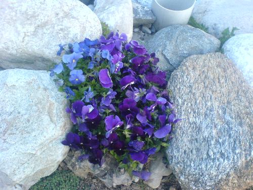 Violets - Purple violets