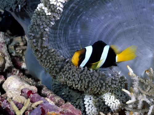 Fish - Yellow striped fish.