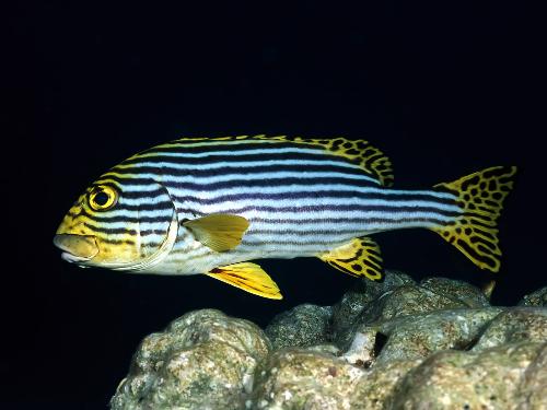 Fish - The amazing stripes.