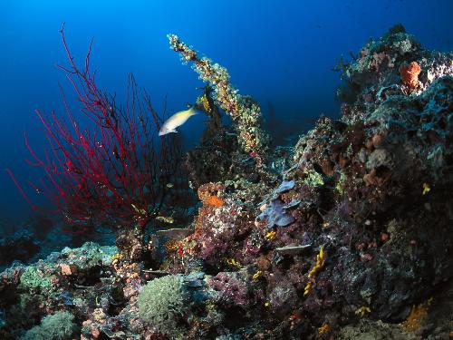 fish - Fish home corals.