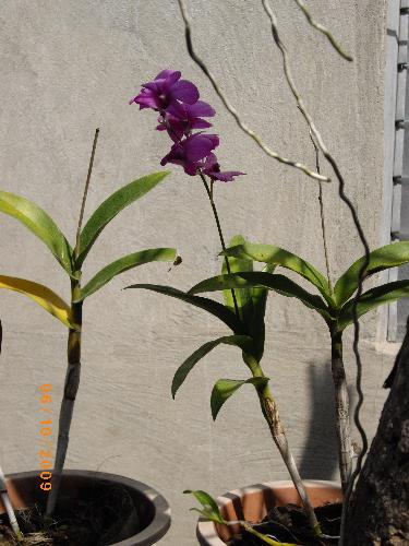orchid flower - beautiful flower