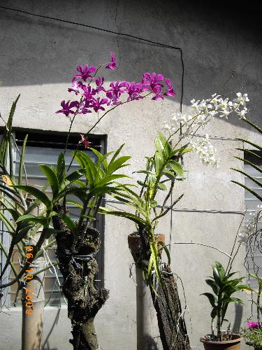 white and violet orchid - very nice flower
