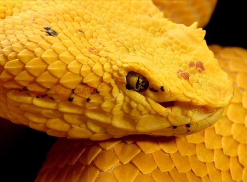 Viper - i love snakes.