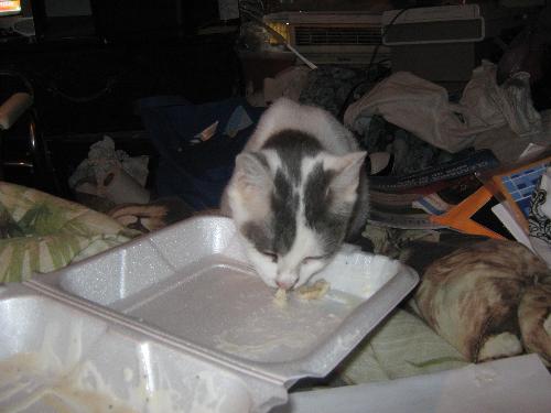 Sky eating breakfast with me - Sky eating Breakfast of biscuits and gravy.