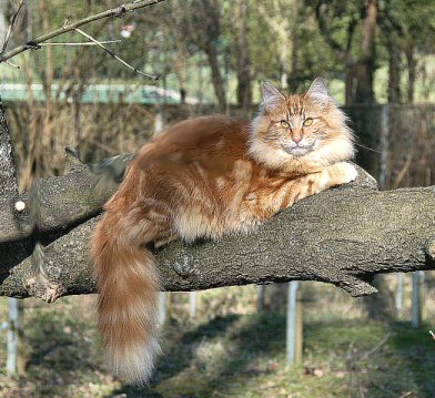 Norwegian Forest Cat- CLICK ME - When I started to be interested in the Norwegian Forest Cat, I found some pieces of really interesting information. The breed already existed 4000 years ago in the high North, and the Vikings in their wooden war vessels even took Norwegian Forest Cats on their discovery journeys.