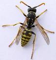 wasp - wasp stink