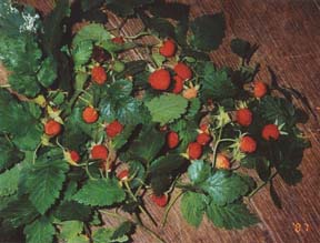 Strawberries - Native strawberries