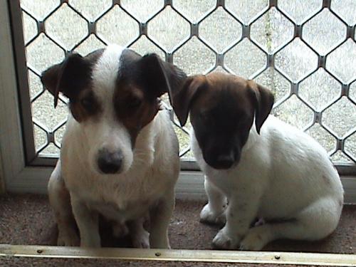 My Boys - These are the two babies of the house Zac & Storm.  This was taken not long after we brought the little one Storm home. They both got on so well together.