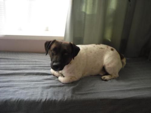 My dog Storm he's almost two years old. - This is my youngest Jack Russell Storm. He loves the camera Can you tell?