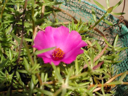 Loner Flower - loner but beautiful flower...