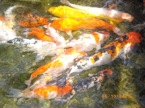koi - koi fish