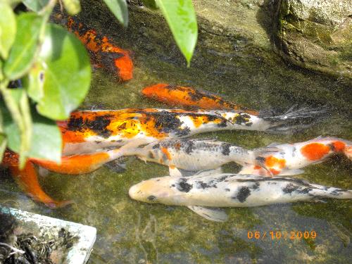 koi - koi fishes