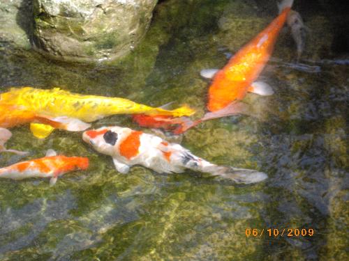 koi fishes - koi