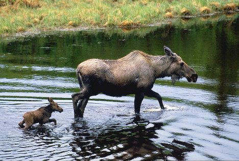 Moose Mom & Baby - I love to go to Pittsburg, NH USA and just relax and watch the wildlife. It is so relaxing and peaceful.