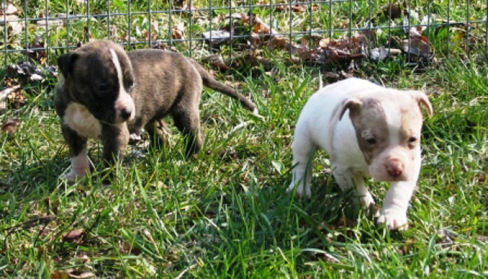 Pitbull Puppies - Two Pitbull puppies