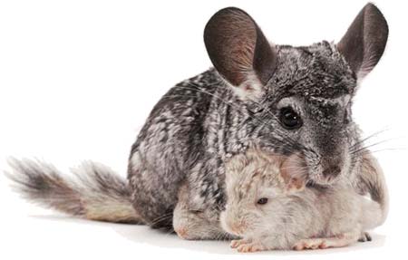 Chinchilla Mom & Baby - Chinchillas bred in captivity should be kept indoors as they can’t withstand extremes of temperature. An ideal cage size for a pair of Chinchillas is approximately 85 x 100 x 40cm. You may also consider adding a separate run in the garden or allowing your pets some daily supervised exercise outside their cage. Chinchillas love climbing, so place platforms, ramps, and perches at different heights inside their cage.