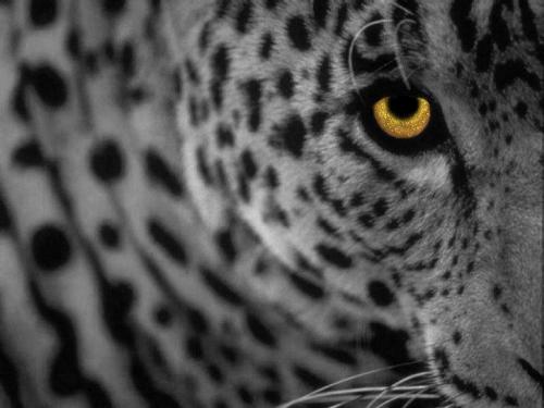 Leopard - a lovely pic of a lovely cat