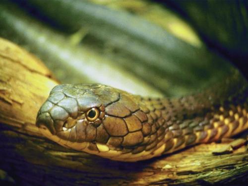 Snake - A beautiful snake.