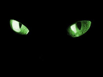 Cat eyes - it can kill you with its eyes;)