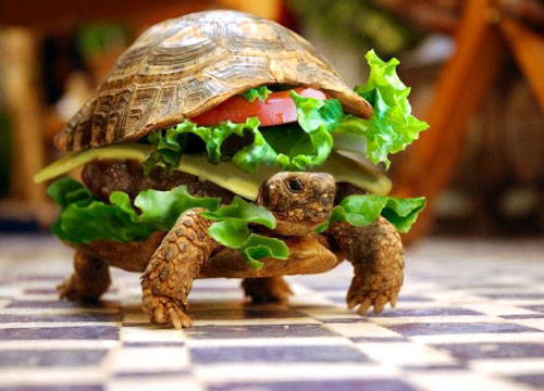 Turtle Burger - This is new on the menu at McDonalds!  The only catch is that you have to catch it!   Could be a little hard for the McDonalds regulars to keep up with it's pace!