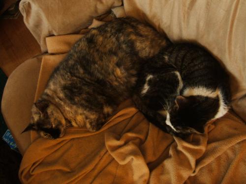 cats - These are two of my three cats cuddling together. The fat gray-ish one is named Jessie. The little tabby is Sam.