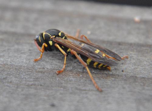 Wasp - it is a type of wasp i found here in new zealand at work